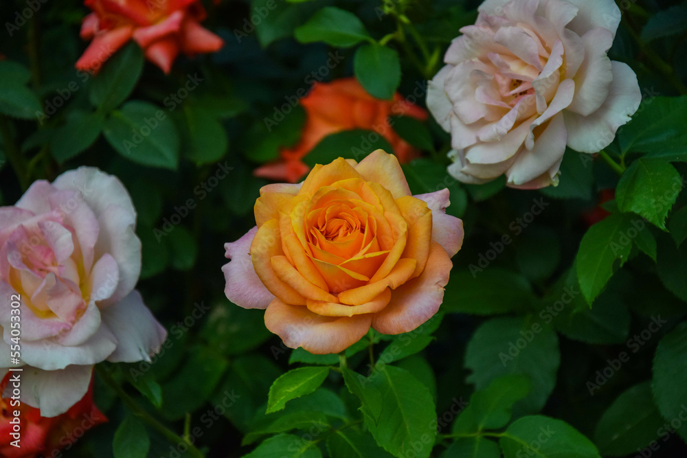 Beautiful yellow roses flower in the garden. yellow roses on a bush in the garden, close-up. Nature in the city. Beautiful yellow roses flower in the garden. yellow roses on a bush in the garden, close-up. Nature in the city.