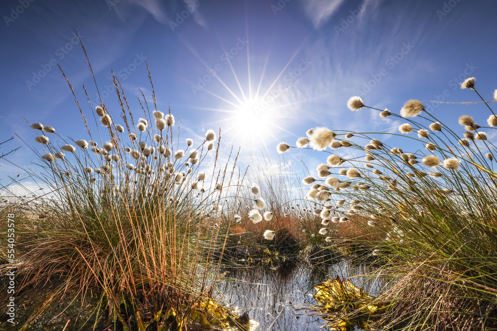 Φωτογραφία Cotton grass in the bog, Beautiful day in moor Oppenweher Moor, swamp area, sun
