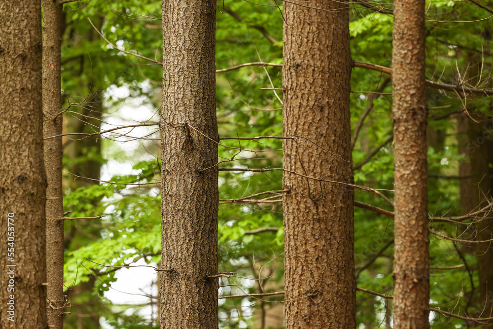 Fototapeta premium Woodland in germany, grupe of trees