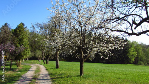 Allee