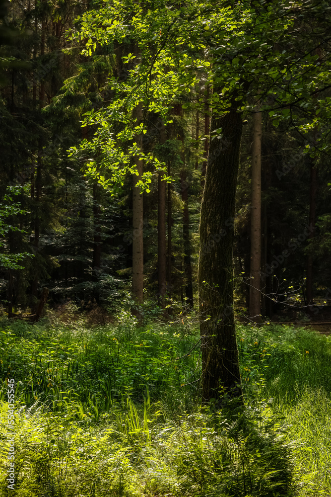 Fototapeta premium Woodland in germany