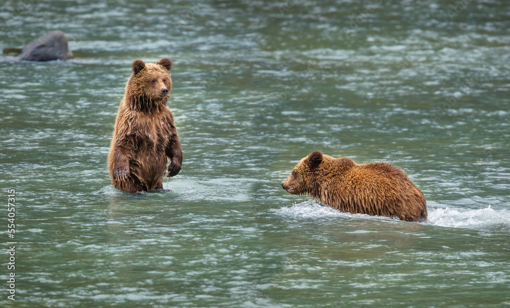 Fototapeta premium Two brown bear cubs (Ursus arctos) playing in river