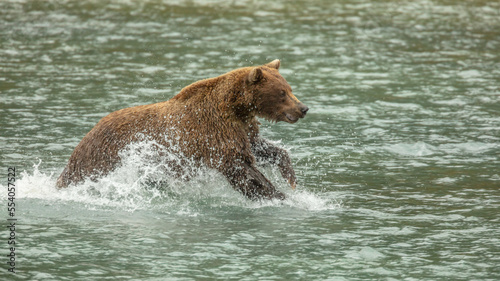 Brown bear (Ursus arctos) chasing salmon in a river in eastern Alaska © Chris