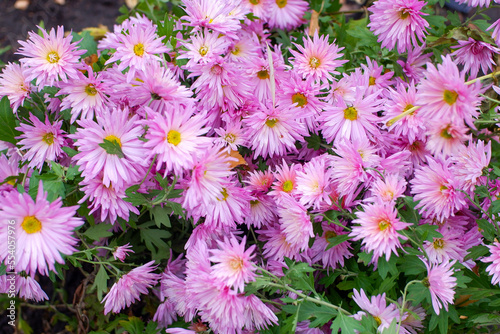 Plants flowers and trees  natural nature background.