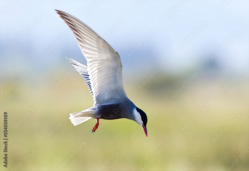 Witwangstern, Whiskered Tern, Chlidonias hybrida Witwangstern, Whiskered Tern, Chlidonias hybrida