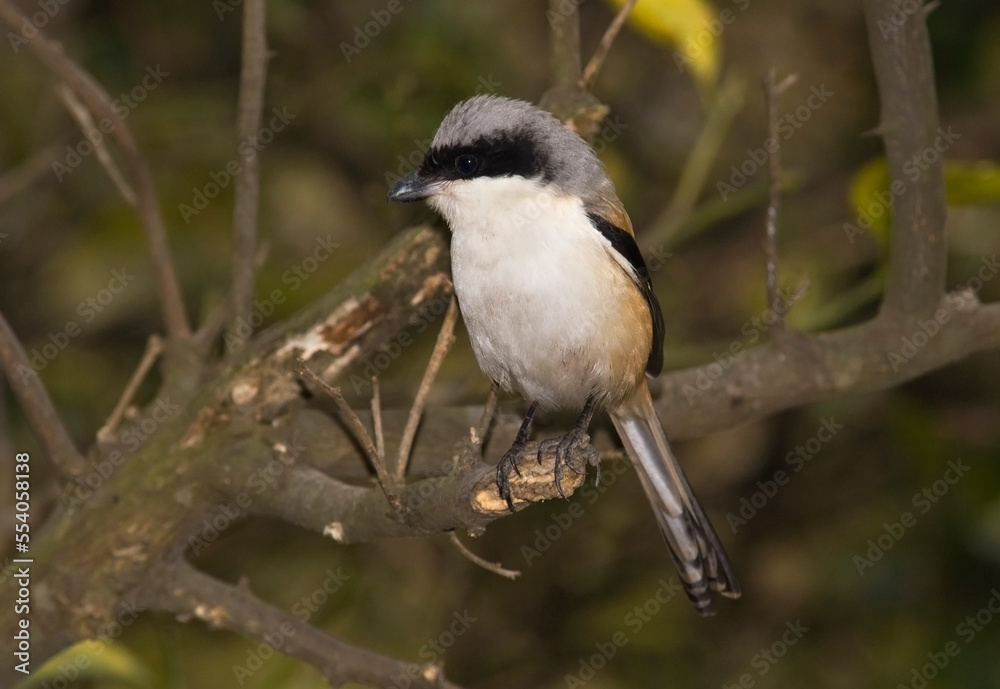 Langstaartklauwier; Long-tailed Shrike; Lanius schach Langstaartklauwier; Long-tailed Shrike; Lanius schach