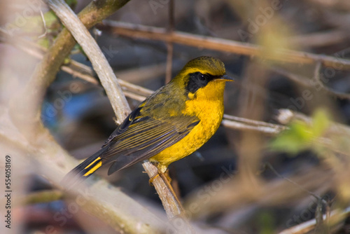 Goudstaart, Golden Bush Robin, Luscinia chrysaea photo