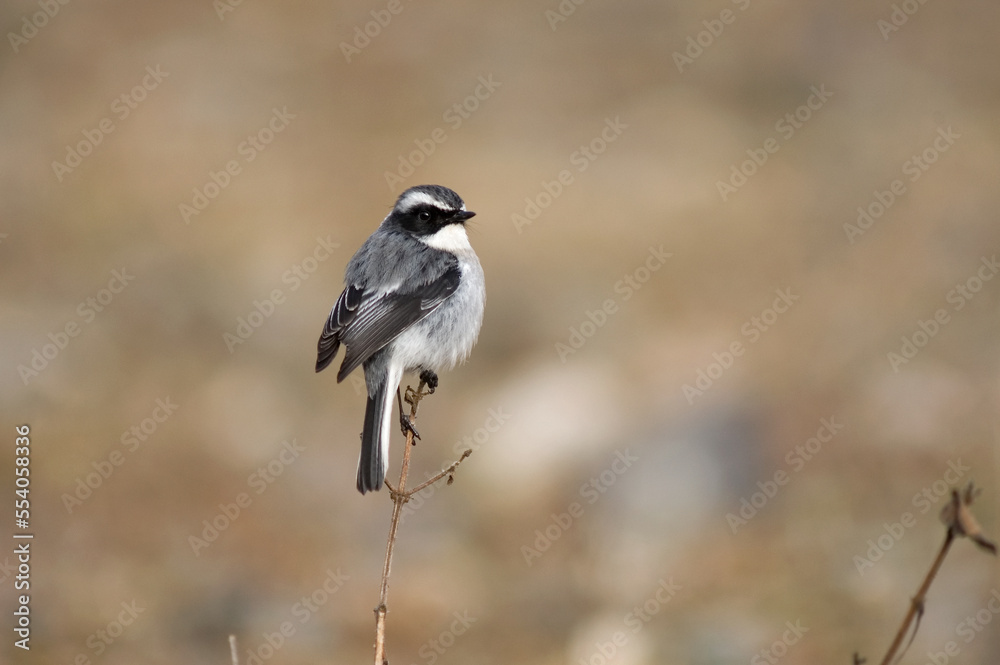 Grijs Paapje, Grey Bushchat, Saxicola ferreus Grijs Paapje, Grey Bushchat, Saxicola ferreus