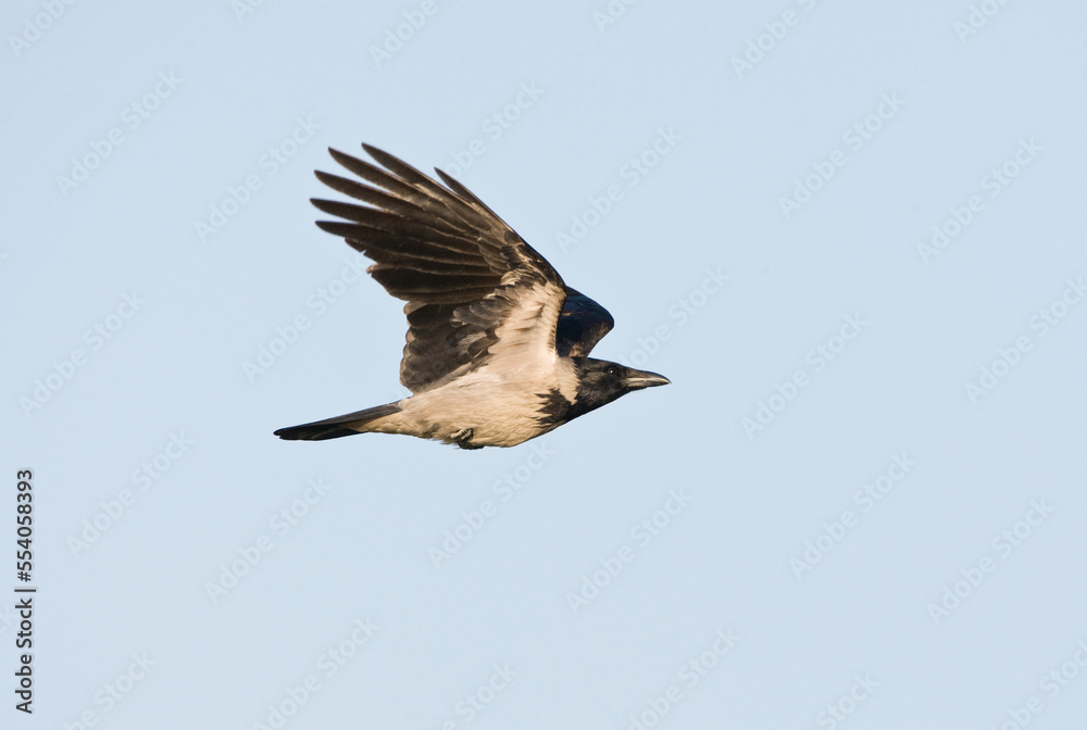 Bonte Kraai, Hooded Crow, Corvus cornix Bonte Kraai, Hooded Crow, Corvus cornix