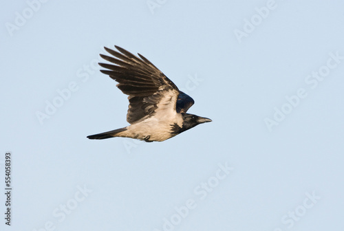 Bonte Kraai, Hooded Crow, Corvus cornix © Marc