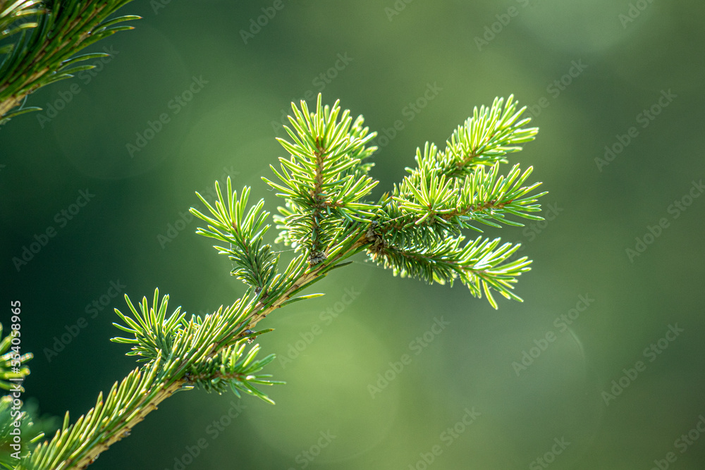 Plants flowers and trees, natural nature background. Plants flowers and trees, natural nature background.