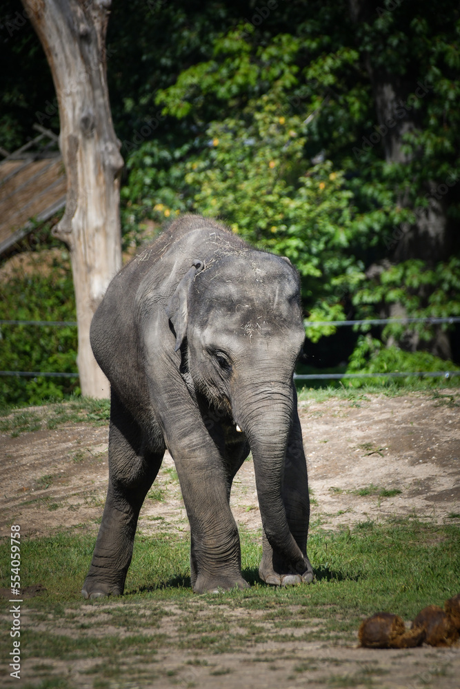 Portrait of boy indian elephant in zoo. He is so big, he is walking in his habitat.