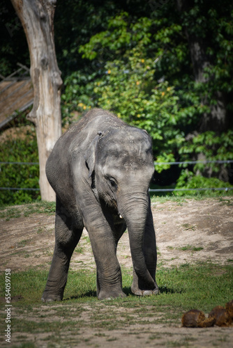 Portrait of boy indian elephant in zoo. He is so big  he is walking in his habitat.