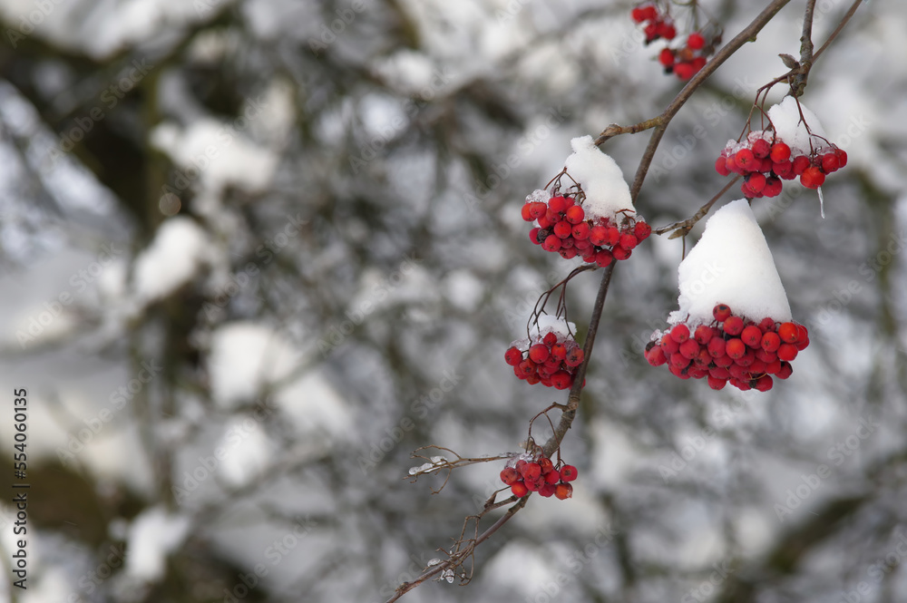 Czerwona jarzębina po opadach śniegu w zimie. Tło naturalne zimowe.