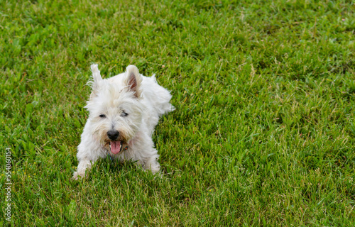Obraz na płótnie Leonardo, West Highland Terrier w salonie