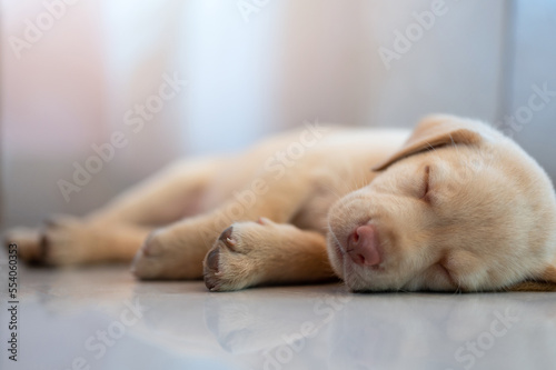 Portrait of little puppy dog © PixieMe