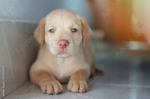 Portrait of labrador puppy dog