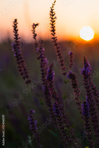 Sage flowers in the sunset © Dmitry Strizhakov