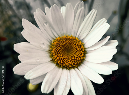 daisy flower closeup