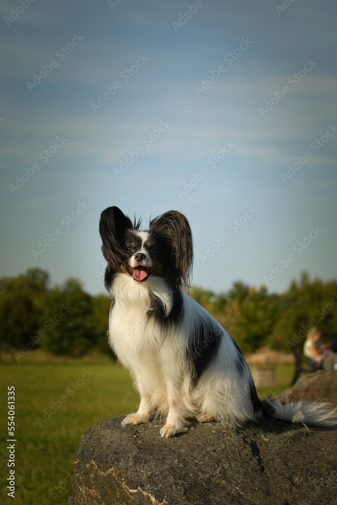 Papillon is sitting on stone. Dog is in city center in Prague.