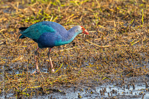 Foto A Purple Swamphen looking for food