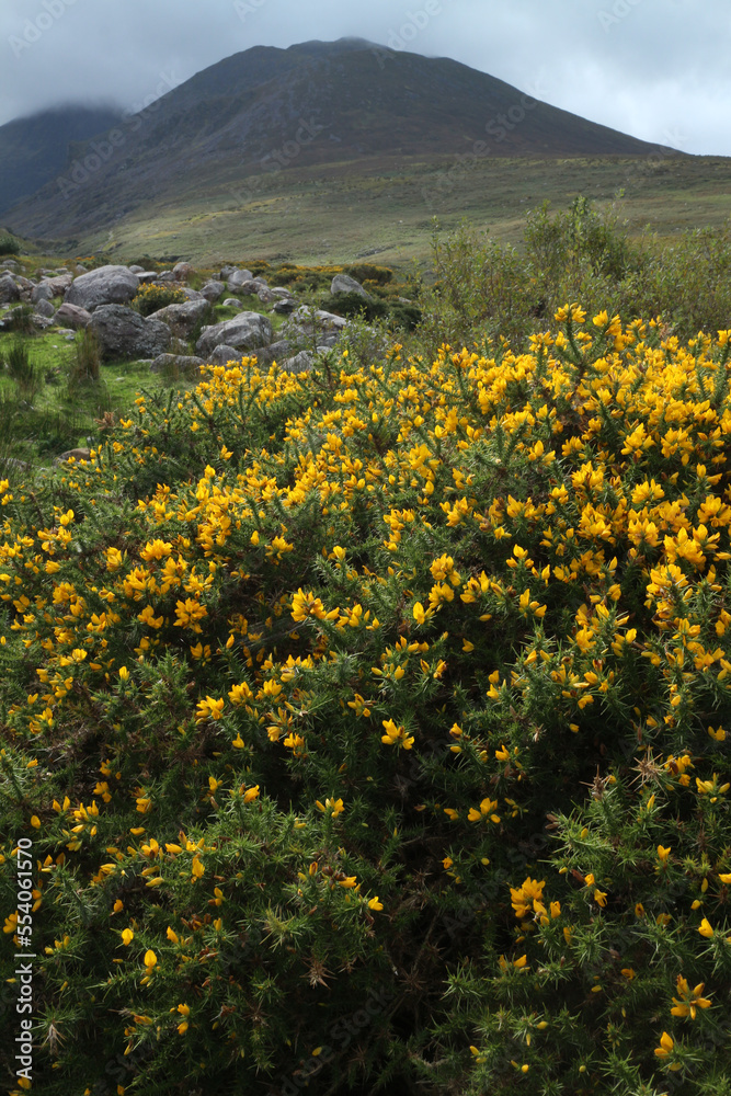 Cronins yard trails - Carrauntoohil range - Killarney - Ring of Kerry - Kerry county - Ireland Cronins yard trails - Carrauntoohil range - Killarney - Ring of Kerry - Kerry county - Ireland