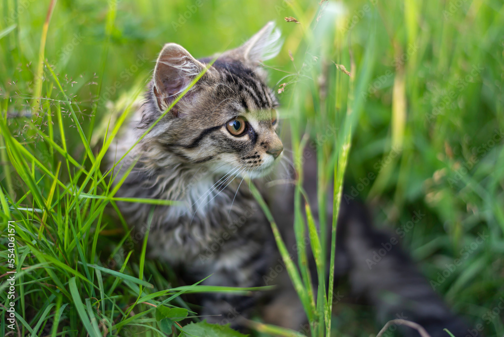 Playful kitten lying in the grass. Finland Playful kitten lying in the grass. Finland