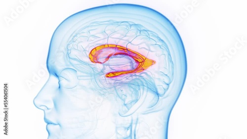 3D medical animation of a man's lateral ventricle photo