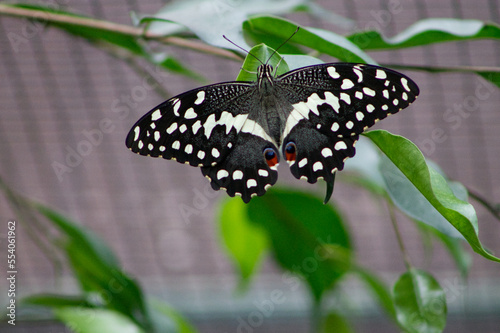 Schmetterling im Strauch