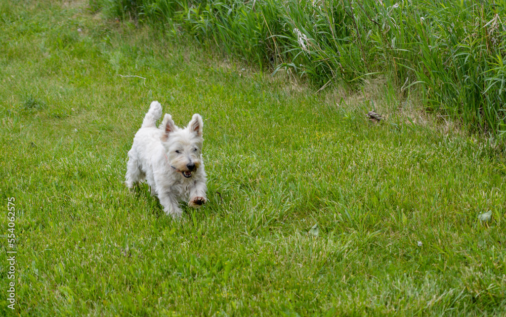 Leonardo, West Highland Terrier