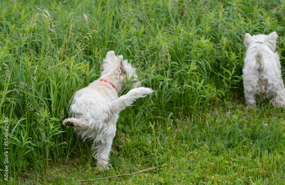 Leonardo, West Highland Terrier