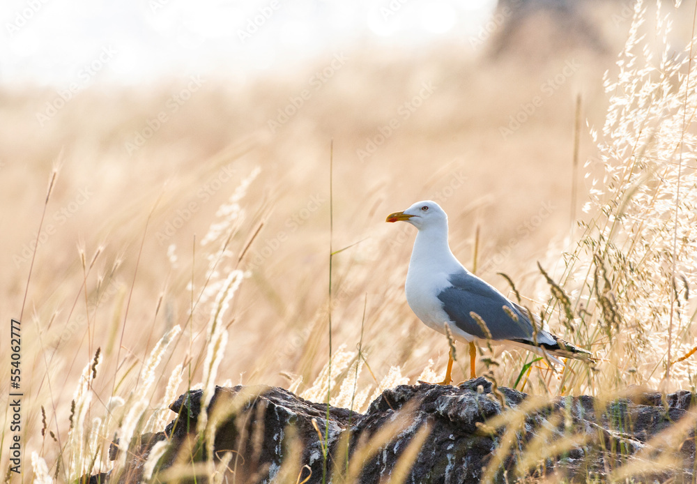 Yellow-legged Gull, Larus michahellis michahellis Yellow-legged Gull, Larus michahellis michahellis