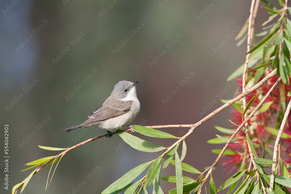 Braamsluiper, Lesser Whitethroat, Sylvia curruca Braamsluiper, Lesser Whitethroat, Sylvia curruca