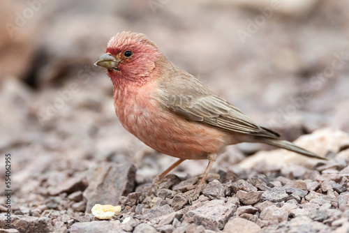 Sinairoodmus, Sinai Rosefinch, Carpodacus synoicus photo