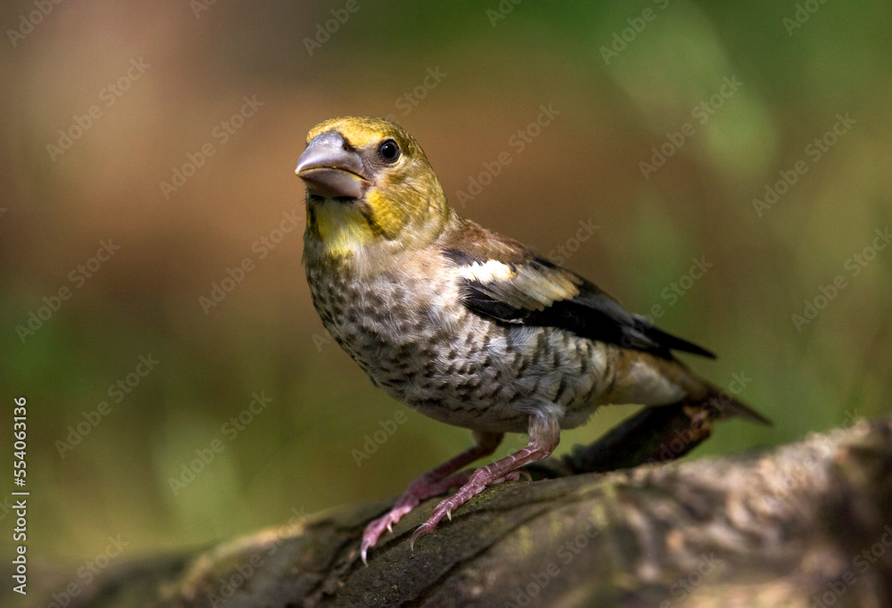 Fototapeta premium Appelvink, Hawfinch, Coccothraustes coccothraustes