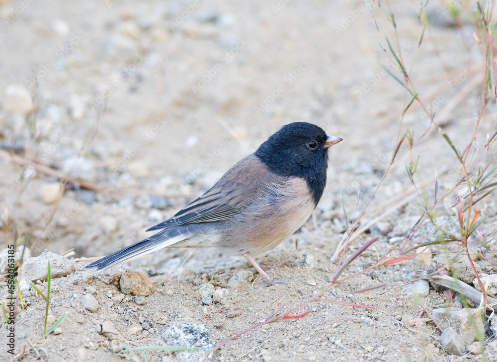 Grijze Junco, Oregon Dark-eyed Junco, Junco hyemalis oregonus Grijze Junco, Oregon Dark-eyed Junco, Junco hyemalis oregonus