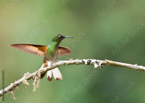 Bruinstaart-hoornkolibrie, Buff-tailed Coronet, Boissonneaua flavescensa photo