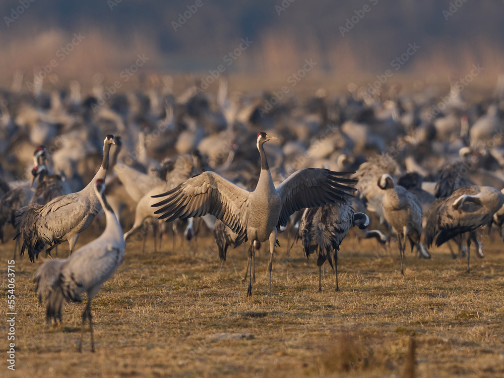 Obraz premium Common crane (Grus grus)
