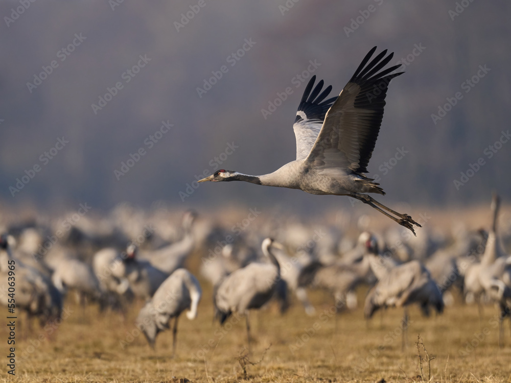 Fototapeta premium Common crane (Grus grus)