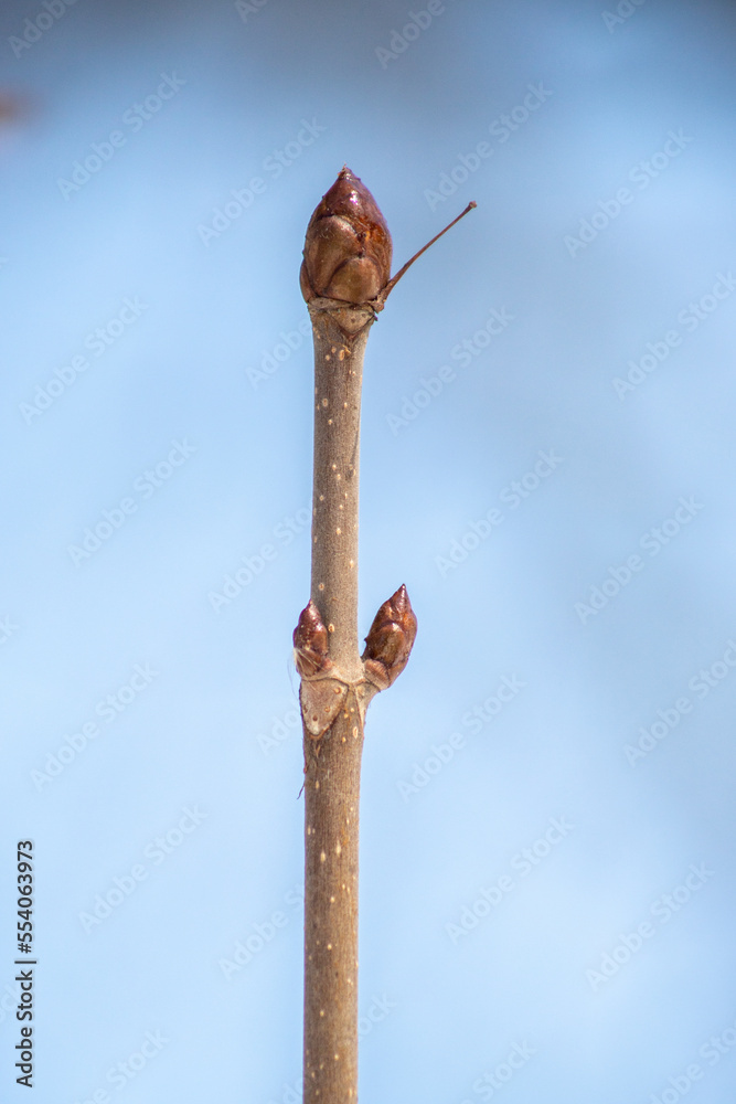 Plants flowers and trees, natural nature background. Plants flowers and trees, natural nature background.
