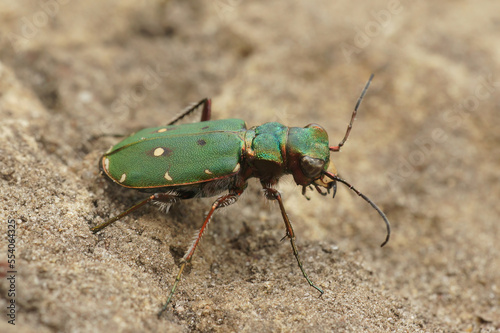 Close-up shot of green tiger beetle Cicindela campestris, on the ground