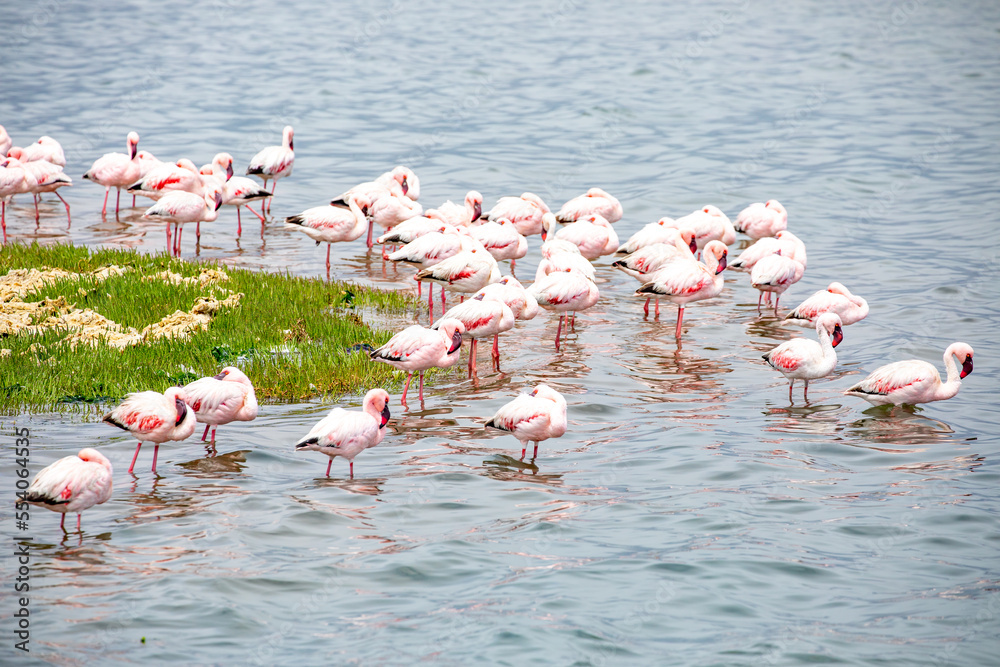 Naklejka premium Namibia Flamingos. Group of Pink Flamingos Birds near Walvis Bay, the Atlantic Coast of Namibia. Skeleton Coast. Africa. 