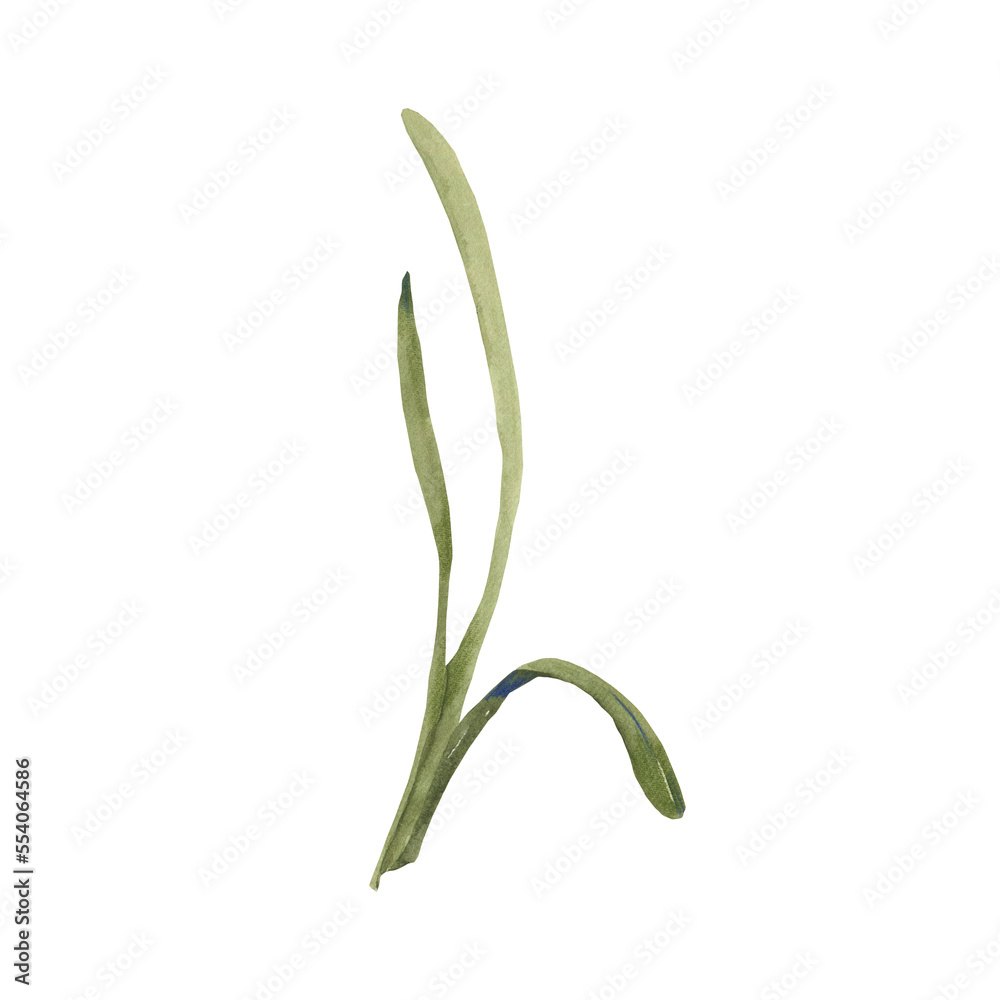 Watercolor muscari leaf clipart. Spring png illustration. Tender floral bloom. Watercolor muscari leaf clipart. Spring png illustration. Tender floral bloom.