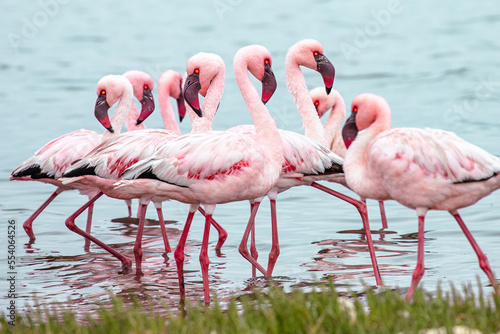 Namibia Flamingos. Group of Pink Flamingos Birds near Walvis Bay  the Atlantic Coast of Namibia. Skeleton Coast. Africa. 