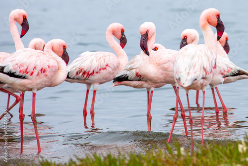 Namibia Flamingos. Group of Pink Flamingos Birds near Walvis Bay, the Atlantic Coast of Namibia. Skeleton Coast. Africa. 