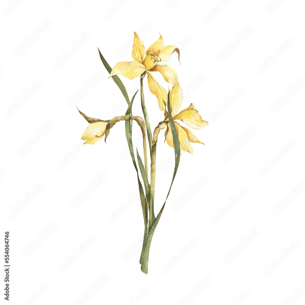 Watercolor narcissus bouquet clipart. Spring illustration. Stock