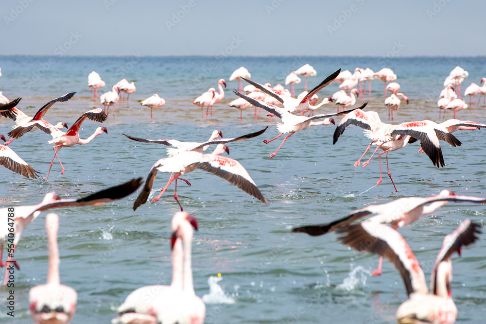 Obraz premium Namibia Flamingos. Group of Pink Flamingos Birds near Walvis Bay, the Atlantic Coast of Namibia. Skeleton Coast. Africa. 