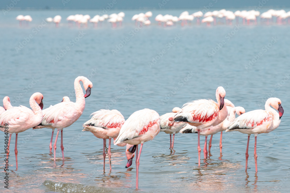 Namibia Flamingos. Group of Pink Flamingos Birds near Walvis Bay, the Atlantic Coast of Namibia. Skeleton Coast. Africa. 