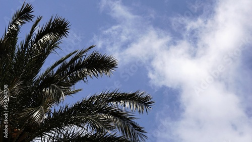 palm tree leaves against cloudy sky