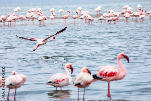 Namibia Flamingos. Group of Pink Flamingos Birds near Walvis Bay, the Atlantic Coast of Namibia. Skeleton Coast. Africa.  © Curioso.Photography